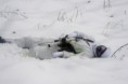 /album/winter-war-2010/dsc0349-1-jpg-w580-h385-jpg/